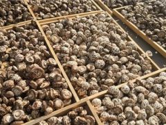 湖北省農(nóng)科院制定香菇品質(zhì)評價規(guī)范 首次將營養(yǎng)功能指標(biāo)納入標(biāo)準(zhǔn) ()
