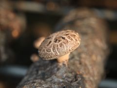 香菇肉醬太香了，拌啥都好吃，學(xué)會這招全家搶著吃